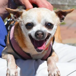 Yellow Chihuahua