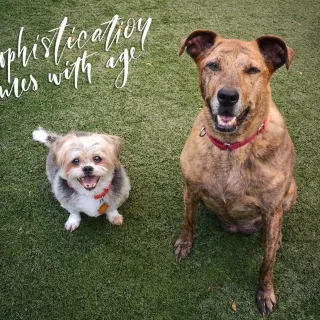 two dogs smiling at the camera