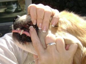 Gums