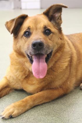Large brown dog with one ear up and one down, turned toward camera with mouth open. The dog is laying on the floor.