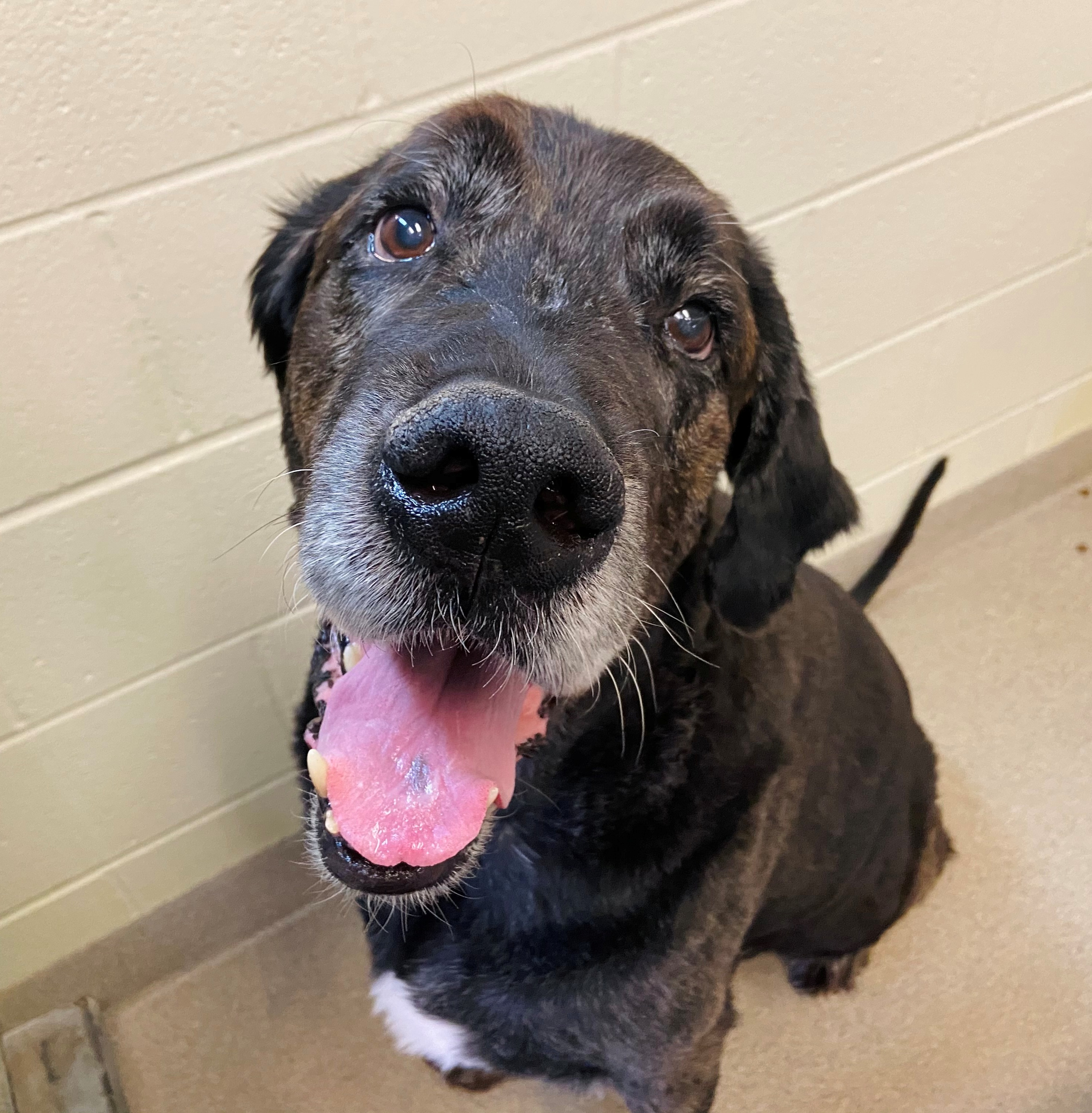 Thor Black dog in shelter