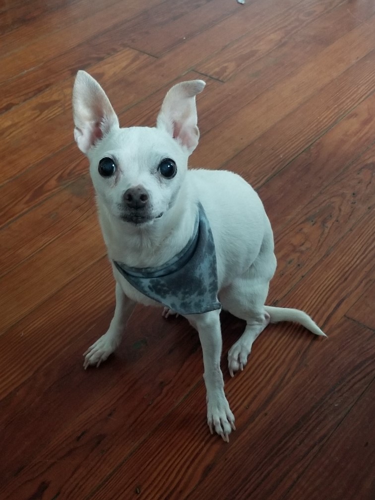 little Pearl sitting small white dog sitting