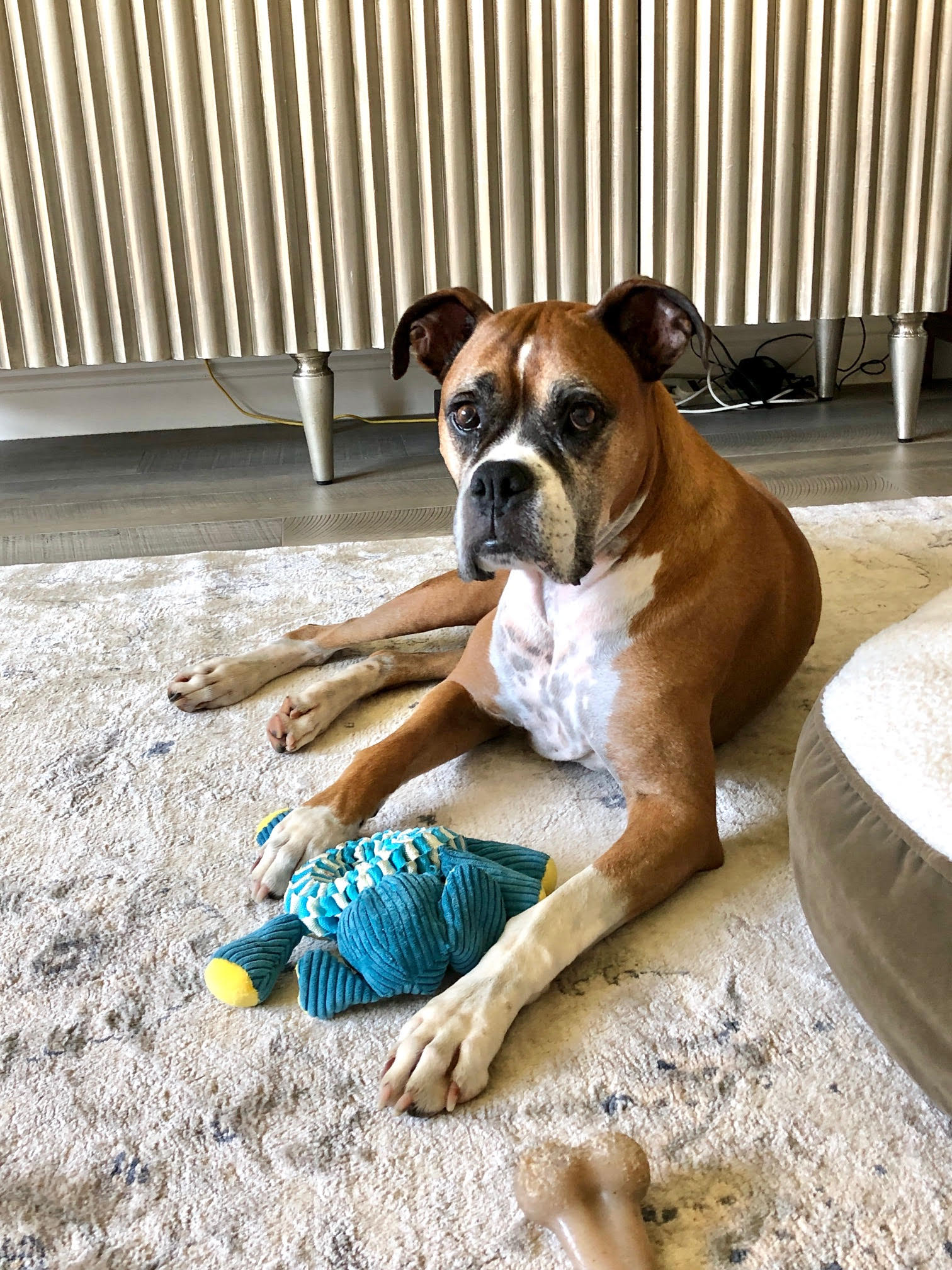 Tribianni laying with toy Tribianni laying with toy