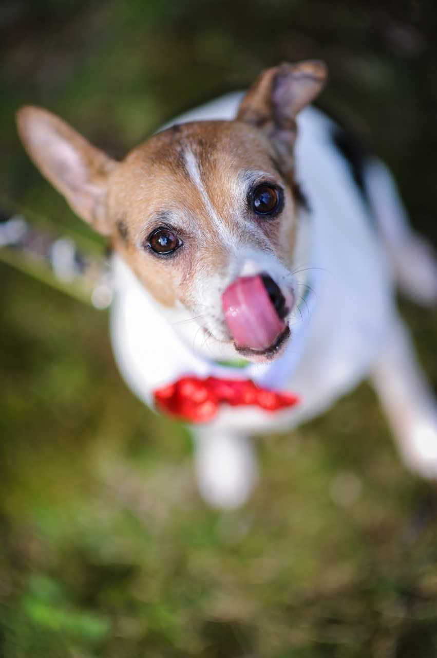 Small white dog with tan face sitting in the grass. the dog is licking its nose.