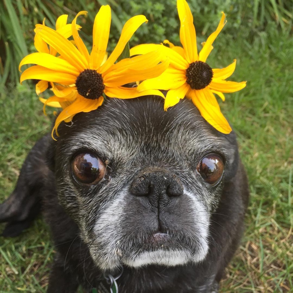 Waters Foundation Dog with Flowers