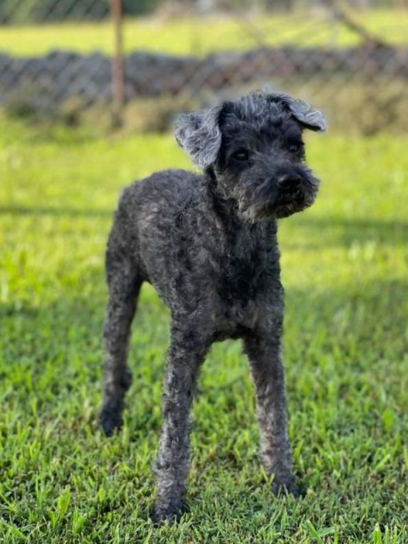 Dog Outside on Grass