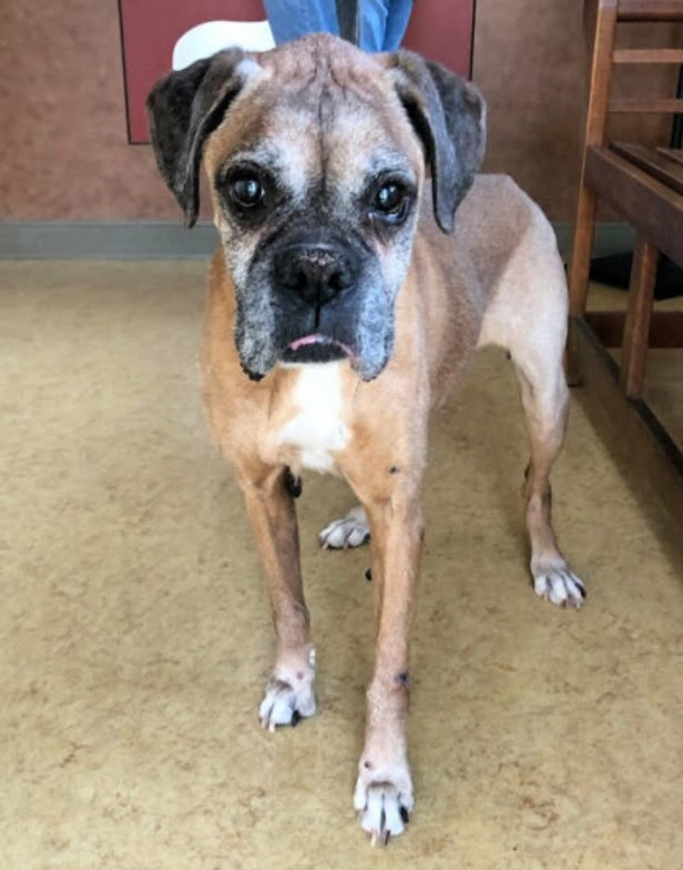 boxer dog standing in a room boxer dog standing in a room
