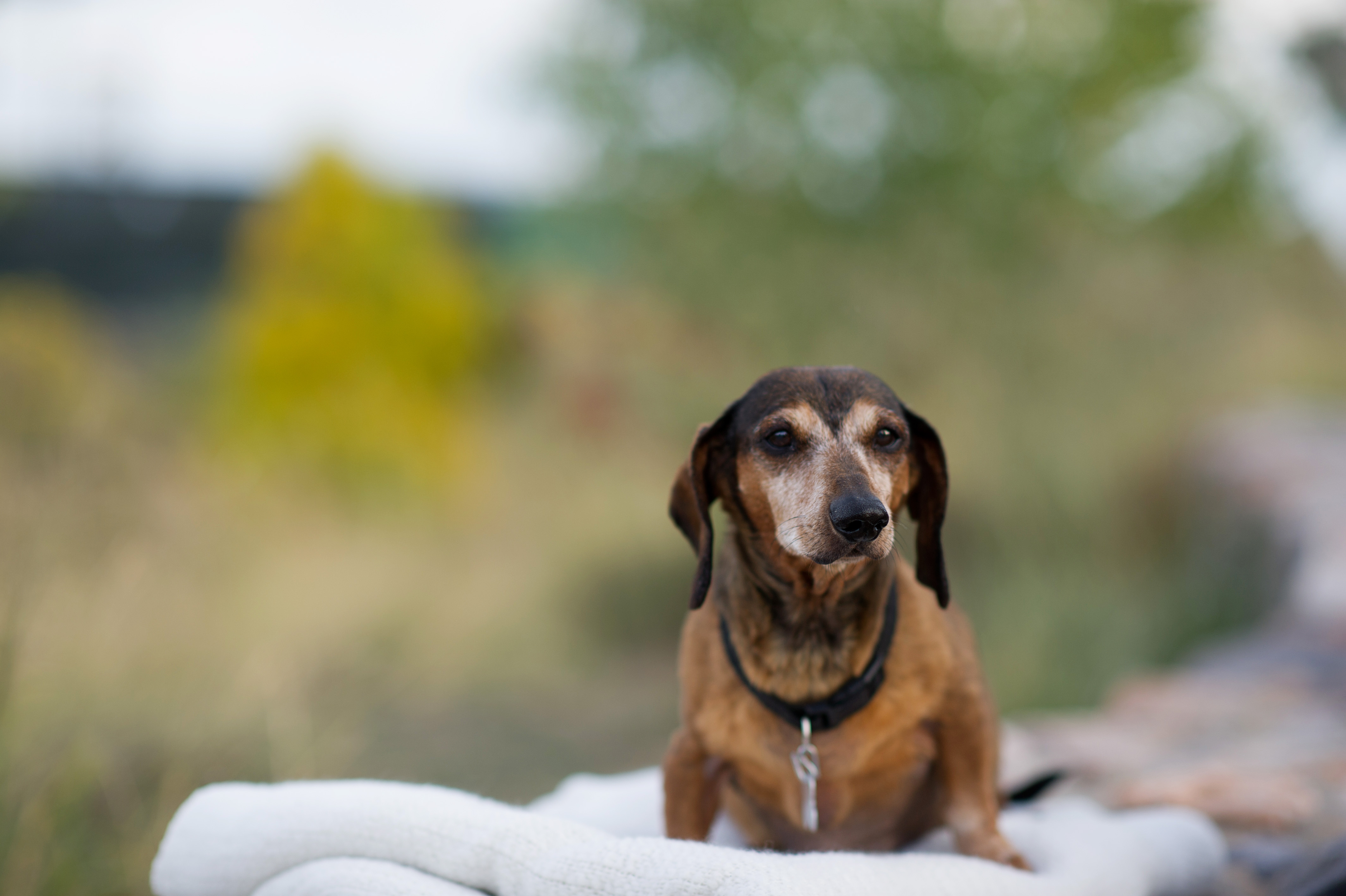 Small daschund standing on a blanket in front of a desert background