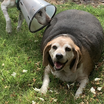 Wolfgang Obese
