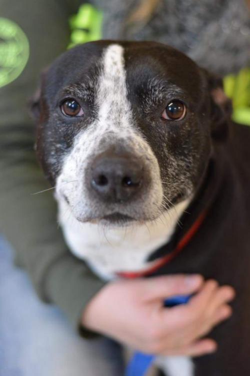 Black dog with white stripe running from forehead to nose on lap