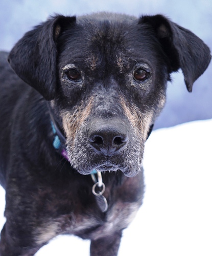 Ziggy Black dog